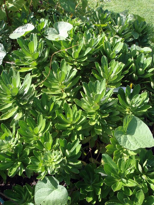 Nipponanthemum nipponicum